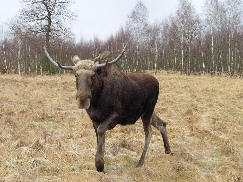 Ein Elchbulle mit ausgewachsenem Schaufelgeweih zieht über eine vertrocknete Grasfläche vor einem Birkenwald.