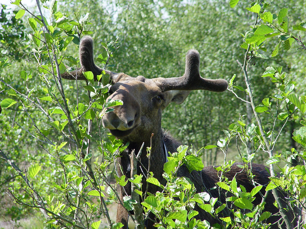 Ein Elchbulle mit noch bastbedecktem Geweih steht zwischen belaubten Erlenzweigen; um den Hals trägt er ein Senderhalsband.